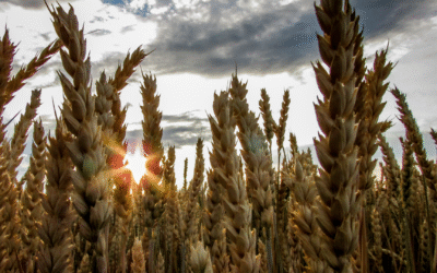 Feeding Demand: Why Agricultural Processing Businesses Are Poised for Strategic Acquisition